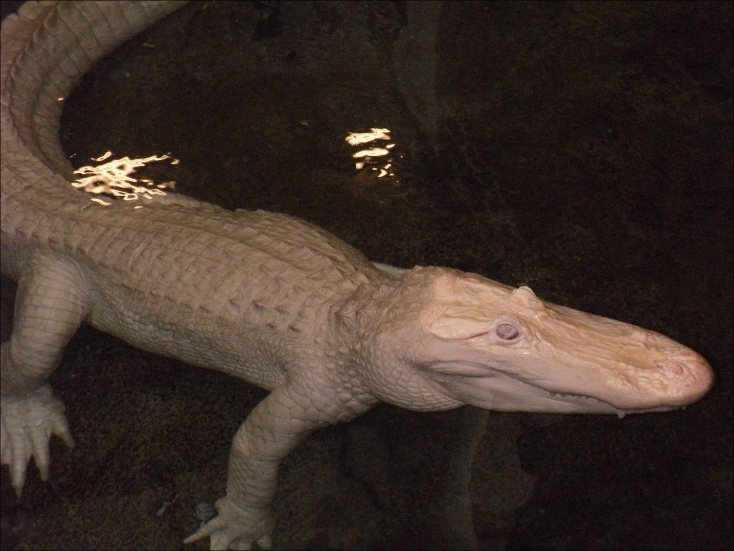 Albino alligator